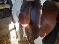 公马, Horses — 照片 6