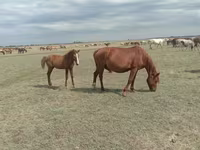 Kobyła, Mugalzhar horse — zdjęcie 6