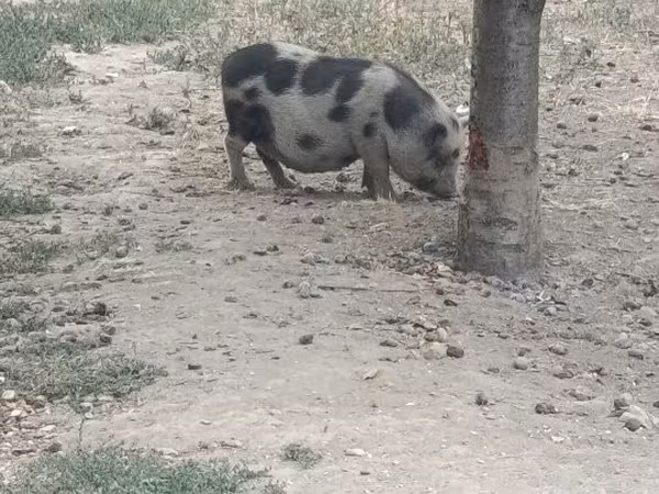 Porca, 