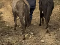 Pastuv, Black Sea breed — fotografija 7