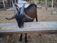 تيس, Nubian Goat — الصورة 1