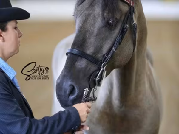 Pastuv, Rocky Mountain Horse