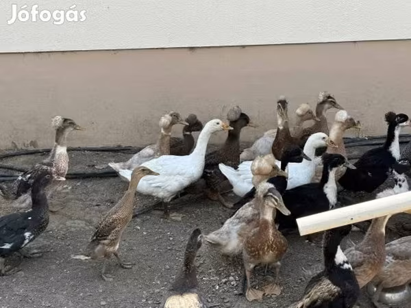 Ducks