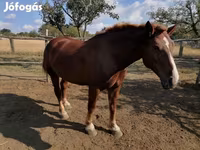 فرس, Hungarian horse breed — الصورة 5