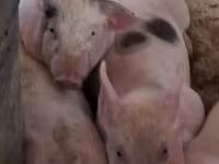 Säue, Schweine — Foto 1