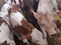 Goveda (partija, pol nije naveden), Simmental cattle — fotografija 3