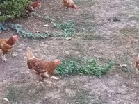 Chickens — fotografija 1