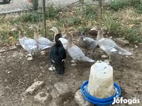 Ducks — 照片 4