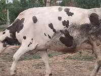 Krava, Russian Black pied cattle — fotografija 1