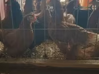 Chickens — fotografija 2