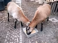 Qoyun, Cameroon sheep — foto 2