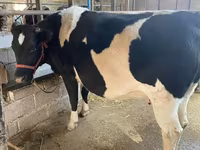 Vache, Race Holstein — photo 2
