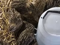 Quails — photo 2