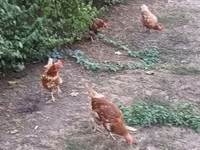 Chickens — fotografija 2