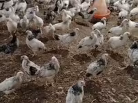 Chickens — fotografija 4