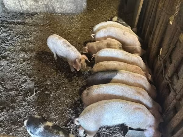 Porcs (lot, sexe non indiqué), Porcs