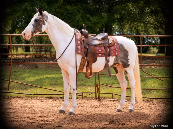 Pastuv, National Show Horse