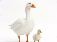 Geese — zdjęcie 2