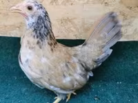 Chickens — fotografija 3