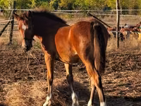 Toychoq, Haflinger — 2-rasm
