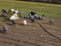 Turkeys — fotografija 3