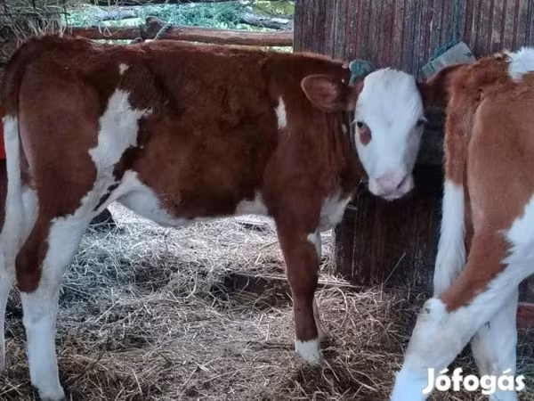 公牛, Limousin cow