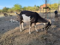Коза, Toggenburg goat — фото 7