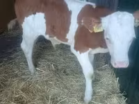 公牛, Simmental cattle — 照片 1