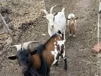 山羊（批次，未指定性别）, Goats — 照片 3