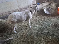 Kozy (partia, płeć nieokreślona), Kozy — zdjęcie 7