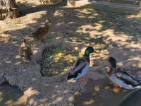 Ducks — zdjęcie 5