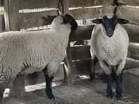 Brebis, Suffolk sheep — photo 1