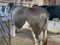Vache, Race Holstein — photo 3