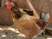 Chickens — الصورة 4
