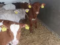 Bik, Simmental cattle — fotografija 3