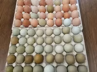 Chickens — 写真 4