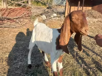 Cabra, Kamori goats — foto 6