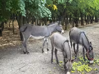 Madyan, Atlar — foto 1