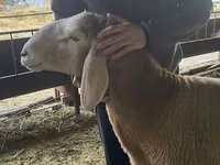 मेढ़ा, Hissar sheep — फ़ोटो 4