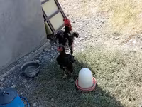 Chickens — fotografija 4