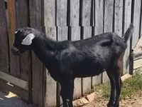 Bode, Nubian Goat — foto 2