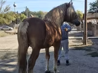 公马, Horses — 照片 3