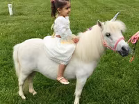 Mare, Miniature horse — photo 7