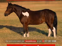 Pastuv, Pinto horses — fotografija 1
