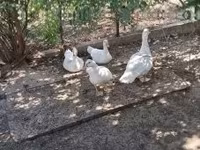 Ducks — Foto 1