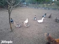 Ducks — फ़ोटो 7