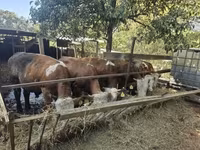Buqa, Vengercha kulrang zot — 4-rasm