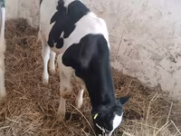 بقرة, Russian Black pied cattle — الصورة 5