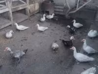Ducks — 照片 1