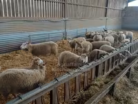 نعجة, Rouge de l’Ouest sheep — الصورة 2